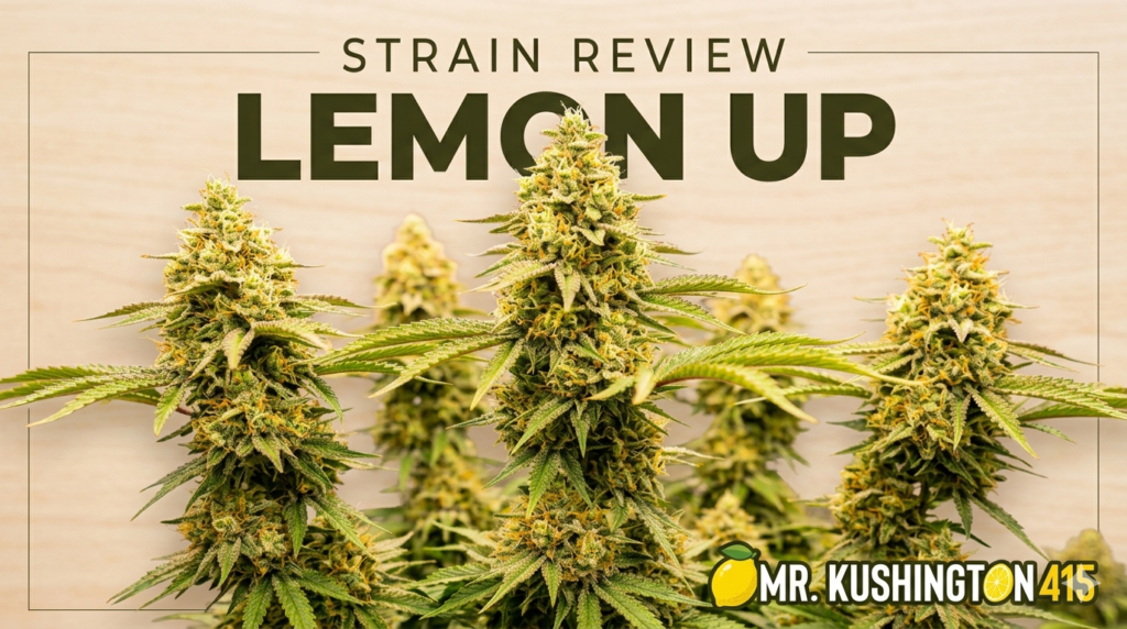 Lemon Up Strain Review: Genetics, Effects, and Where to Buy 1776390363423