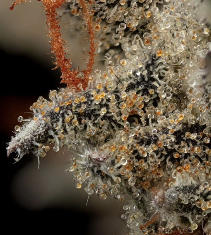 d57ddcf0 d462 4001 bee5 cd7c1014eef4