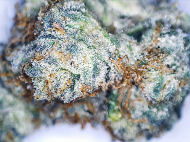 Benefits of Lemon Up Cannabis Strain: A Citrus Boost for Energy & Focus a indica leaning hybrid flower called wedding cake on a white background.