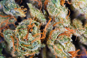 undisclosed lemons | lemon up small batch organic flower by mrkushington415