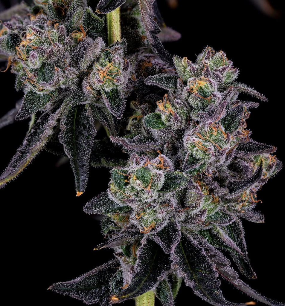 Kushington Lemon Up: The Connoisseur’s Guide to Premium Citrus Terps 1000000493