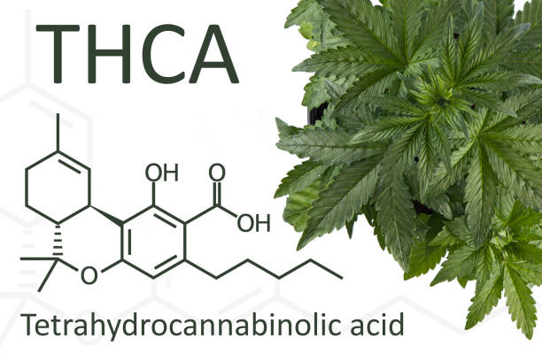 Lemon Up THCA Flower: A Connoisseur’s Guide to Mr. Kushington’s National Drop 1000001321
